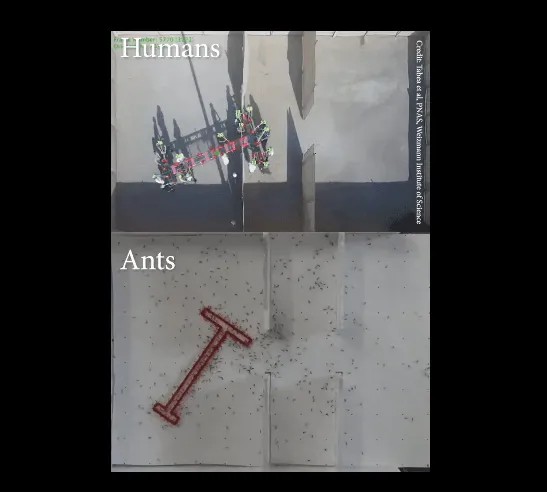 Ants Vs Humans: Problem-solving skills
